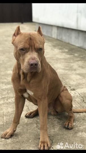 Американский питбультерьер
