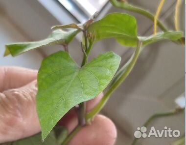 Рассада. Батат