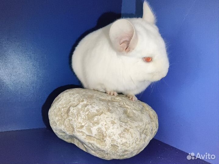 Шиншилла гомо бежевый бело-розовый бриллиант нкпа