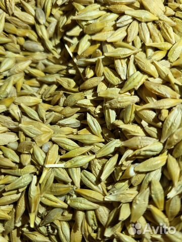 Зерно ячмень пшеница кукуруза