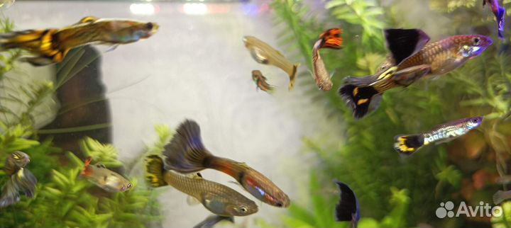 Рыбки гуппи