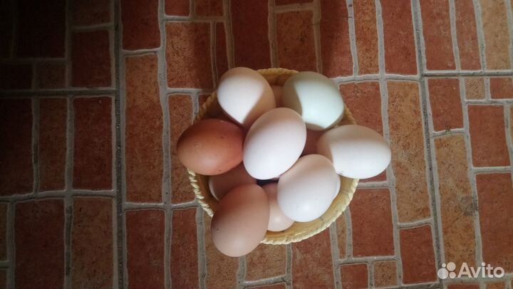 Домашние куриные и перепелиные яйца