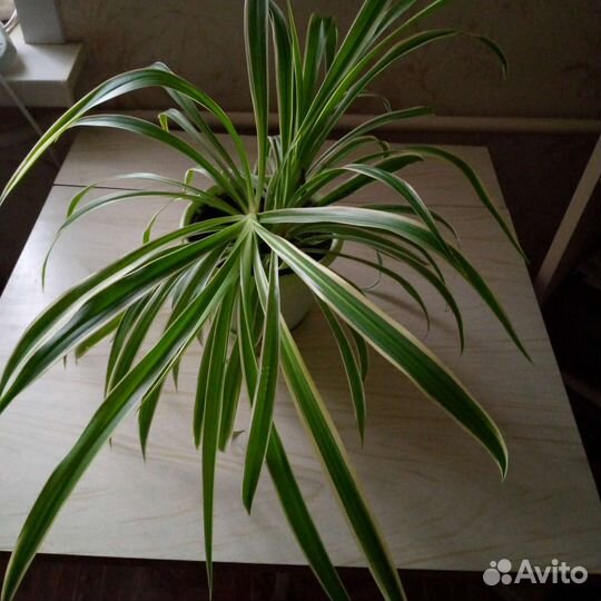 Хлорофитум