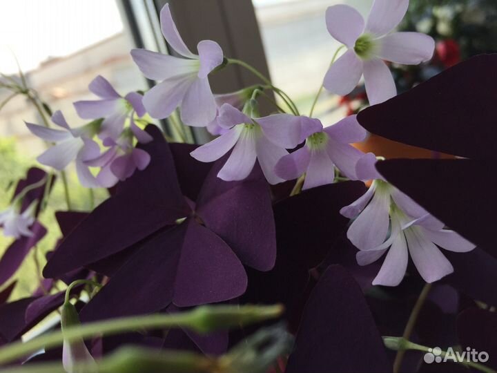 Кислица треугольная, комнатное растение