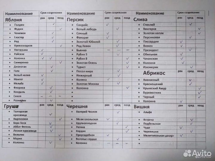 Саженцы Малины Золотой гигант