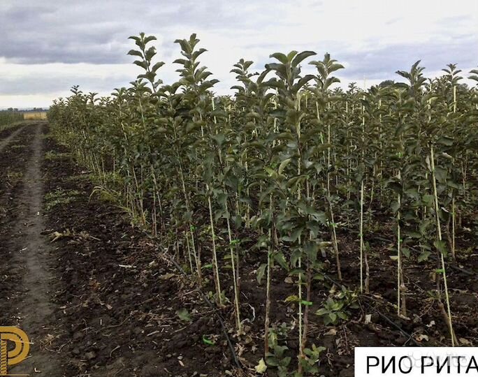 Опоры для винограда, колышки для растений 7 мм