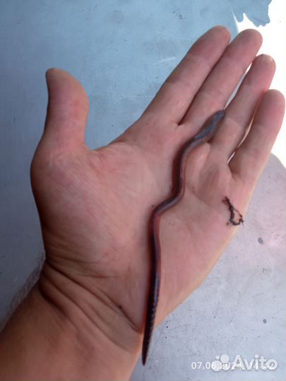 Черви для рыбалки выползок