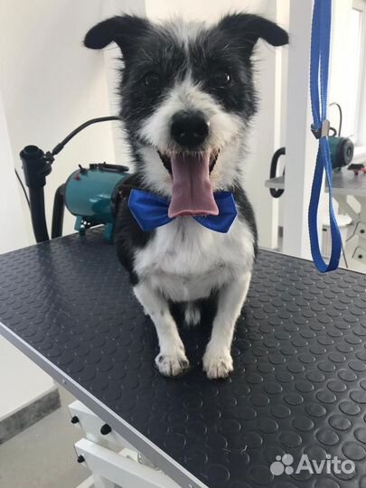 Стрижка, мытьё, вычесывание собак и кошек