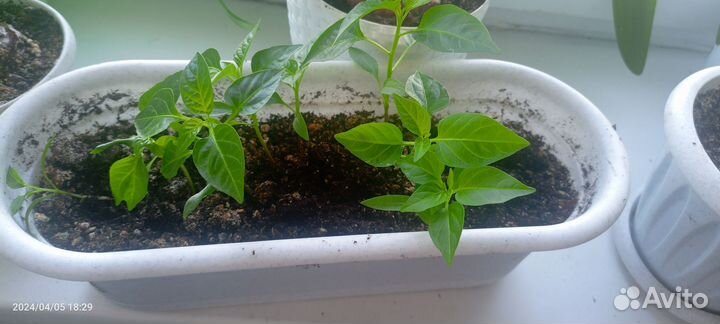 Перчик комнатный