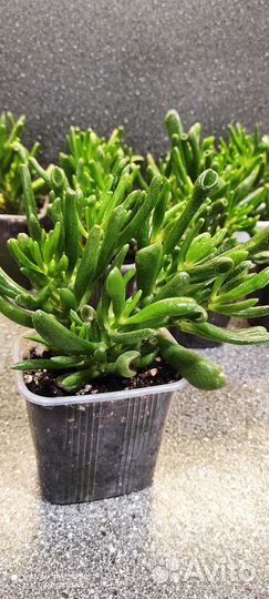 Крассула толстянка