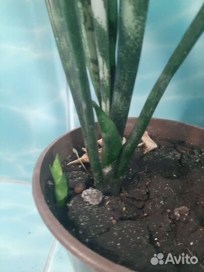 Сансевиерия зейланика