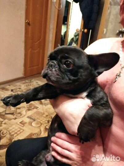 Французский бульдог кабель 3 года вязка