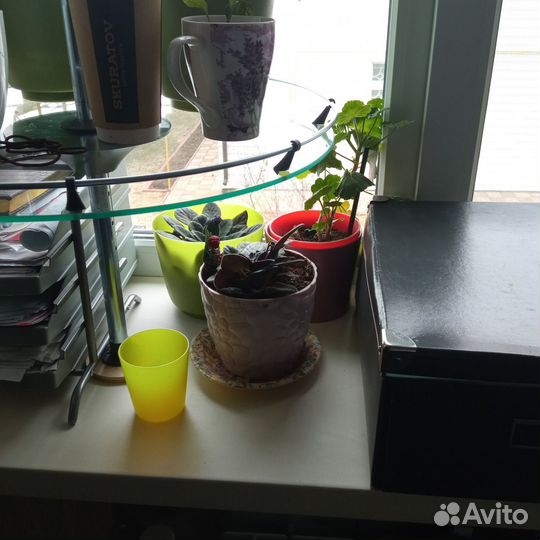 Цветы комнатные