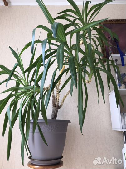 Юкка пальма