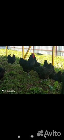 Инкубационное яйцо Московкой чёрной породы кур