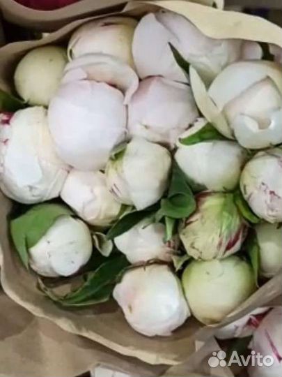 Пионы белые с доставкой Под заказ