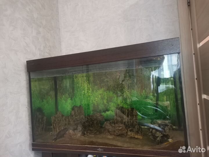 Аквариум с тумбой 200 литров