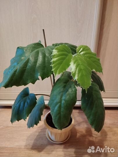 Тетрастигма