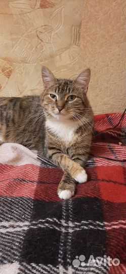 Кошечка ищет дом