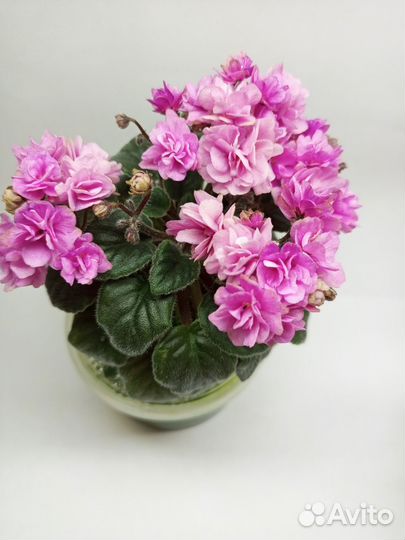 Мини фиалки