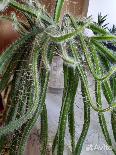 Ампельный неколючий кактус