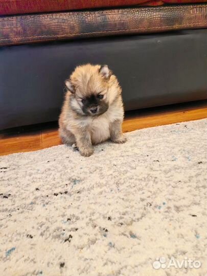 Щенки шпица