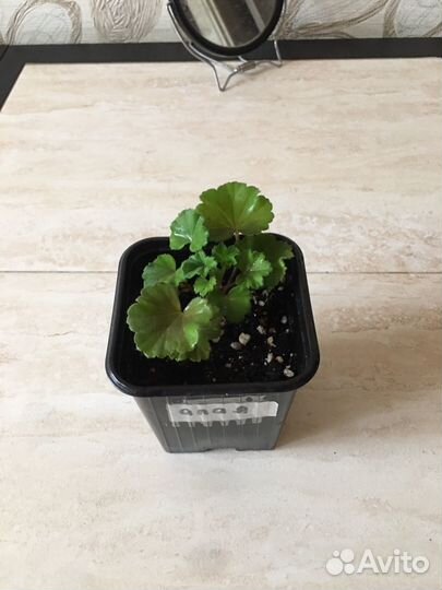 Пеларгония герань сортовая