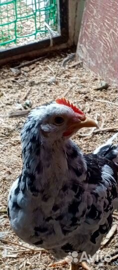 Молодые петушки