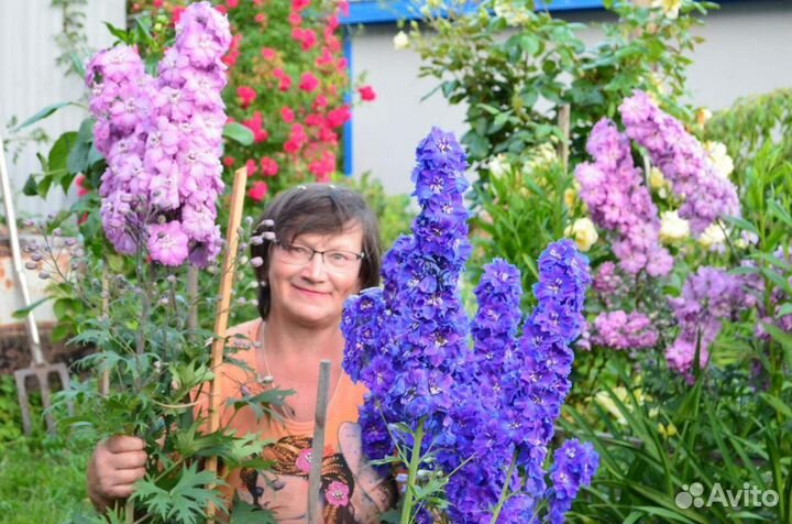 Дельфиниум Новозеландский, махровый, низкорослый