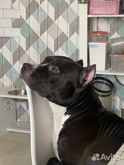 Жених амстафф