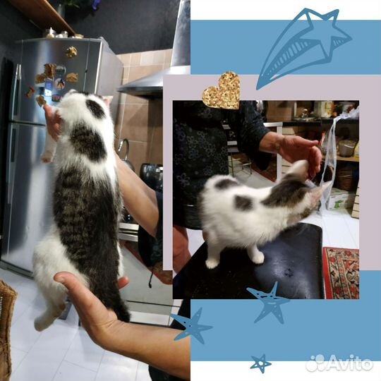 Котенок в добрые руки