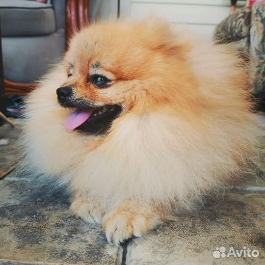 Передержка собак