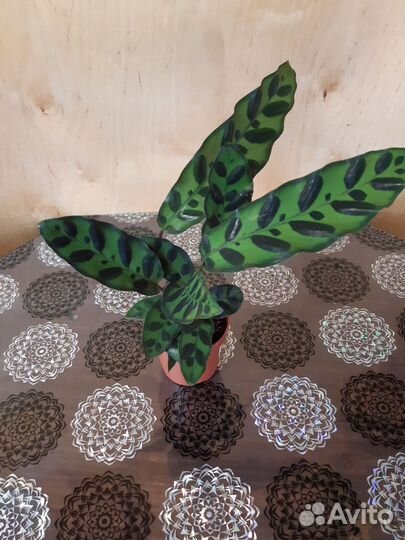 Комнатные растения