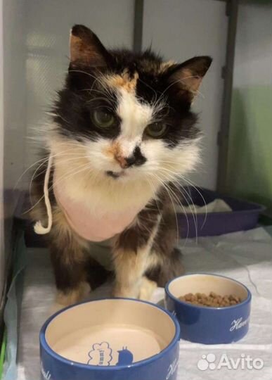 Стерилизованная кошка Маруся в добрые руки