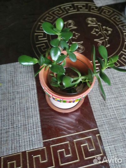 Денежное дерево толстянка