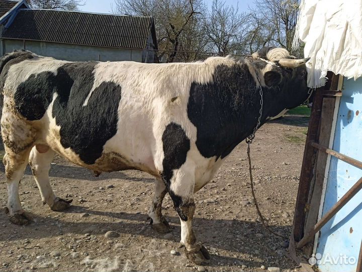 Продажа крс лошадей закупаем быков коров