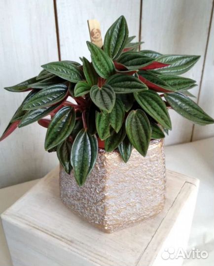 Пеперомия россо