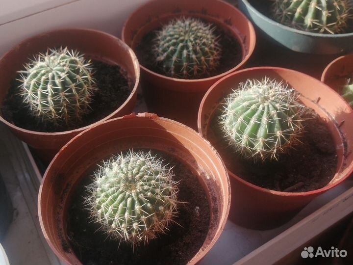 Цветущий кактус. Эхинопсис