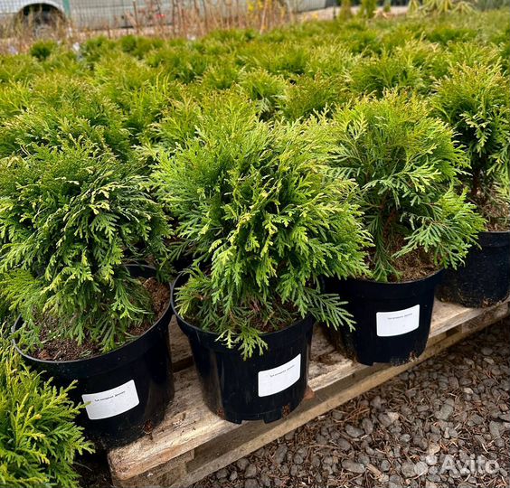 Туя Даника 20-25 см