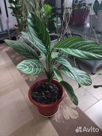 Спатифиллум