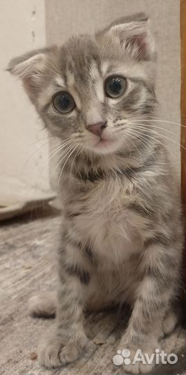 Вислоухие котята