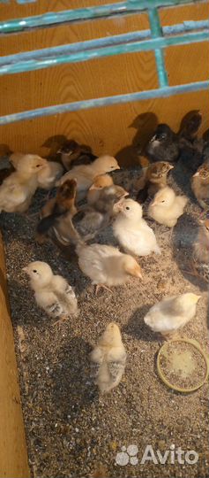 Домашние цыплятки