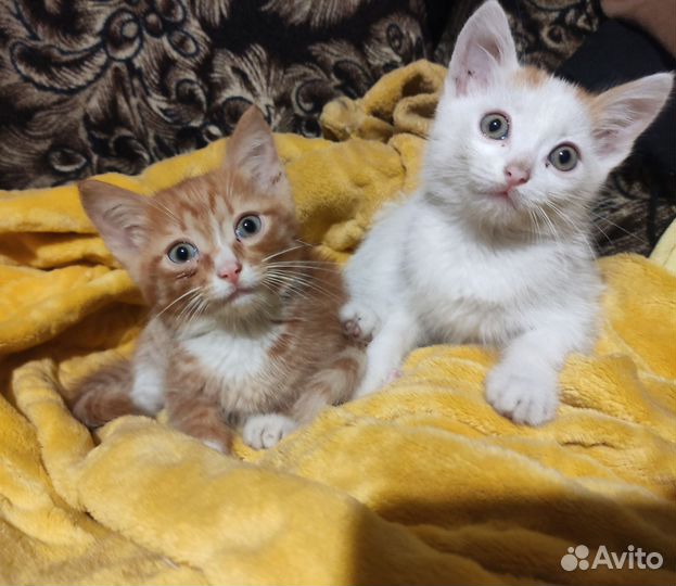 Отдам котят в добрые руки