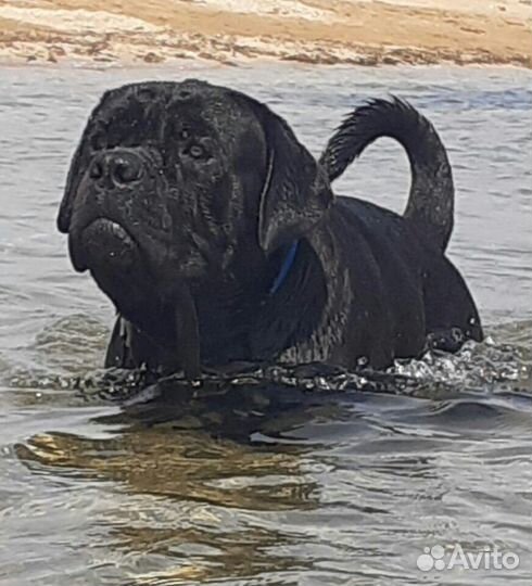 Шикарные щенки кане корсо; Вязка