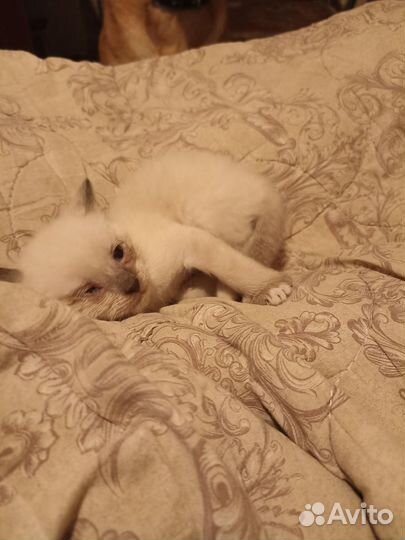 Котятки в добрые руки