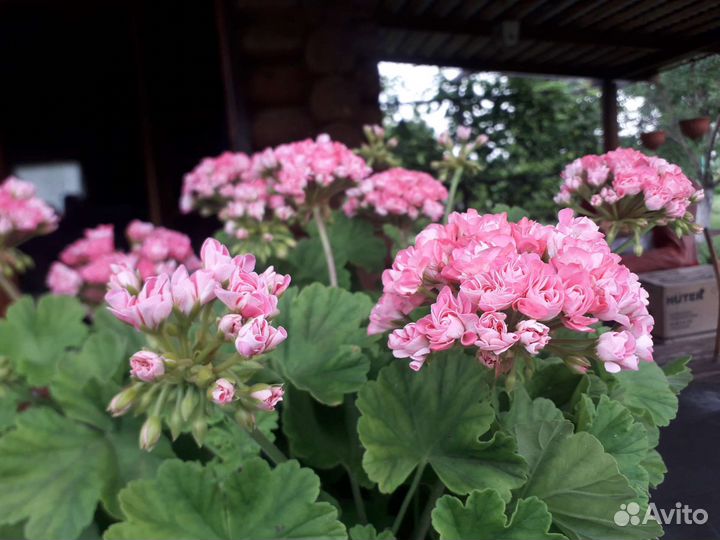 Пеларгония Australian pink rosebud, Swanland Pink