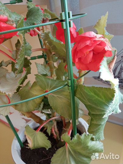 Бегония красная
