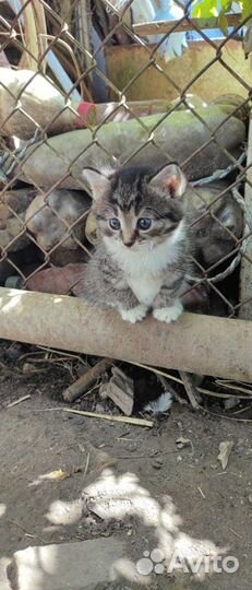 Котята в добрые руки.кошечка и котик