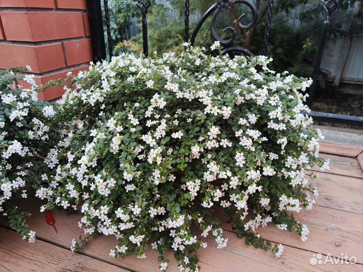 Бакопа, кореопсис, лофос, пиретрум