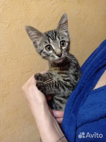 Котёнок Люсси ищет дом